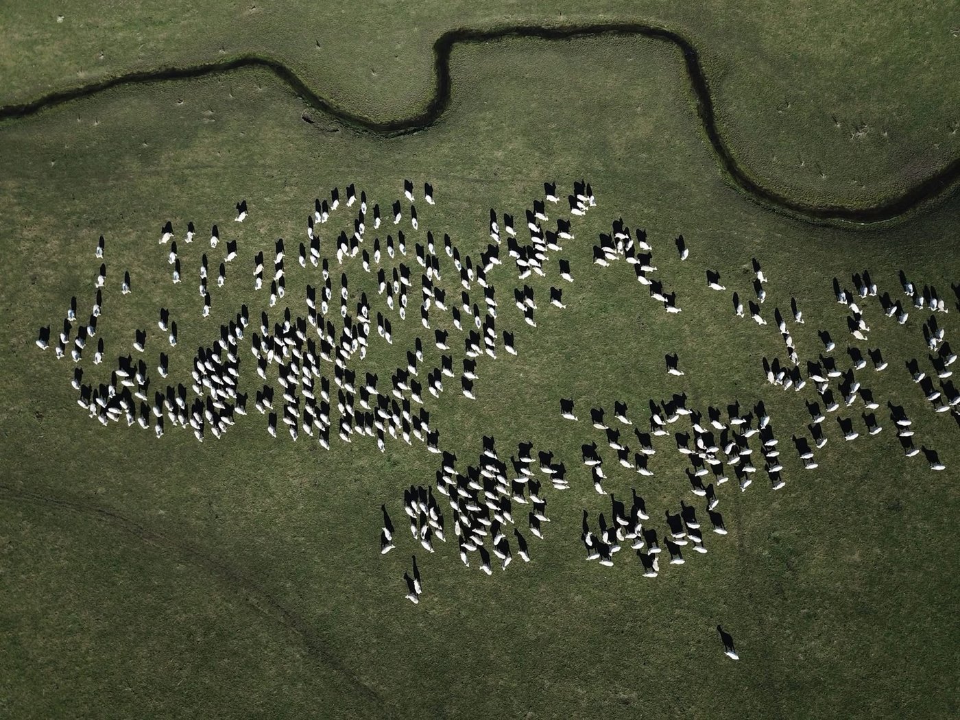 Search & Rescue / lost livestock